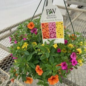 Hanging Basket -Proven Winner  CANDYLAND