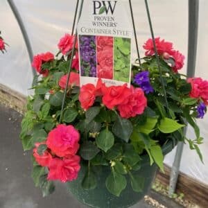 Hanging Basket Proven Winner - CALEDONIA