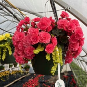 Solenia Begonia Hanging Basket 10" - Coral Orange