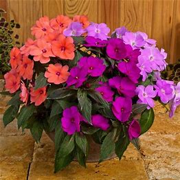 Patio Pot - Sunpatiens 12"