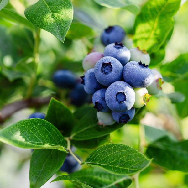 Northland-Blueberry1