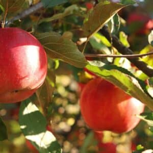 Fruit Tree - Apple "Fuji" 3 gal