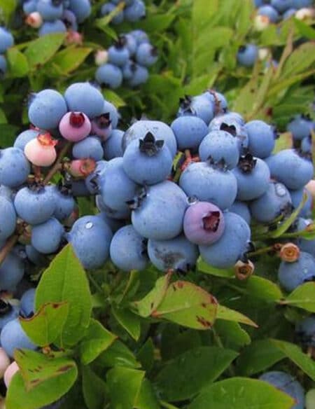 Blueray Blueberry