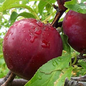 Bruce Plums