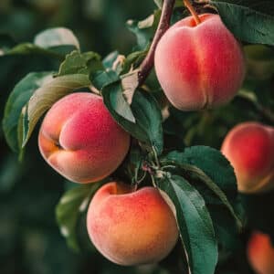 Harvester Peach