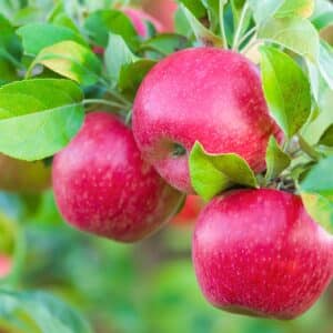 Fruit Tree - Apple "Honeycrisp" 3 gal
