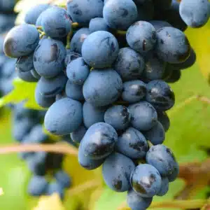 Mars Seedless Grape