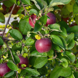 McIntosh Apple Tree