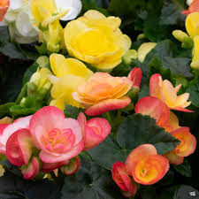 Begonia "Reiger" - Annual - 4.5"