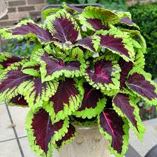 Annual - 4.5" Coleus "Kong"