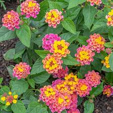 Lantana - Annual - 4.5"