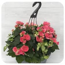 Begonia "Reiger" - Hanging Basket - 10"
