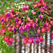 Fuchsia - Hanging Basket - 10"