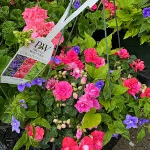 Hanging Basket Proven Winner - CALEDONIA