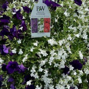 Hanging Basket - Proven Winner "FIREWORKS"