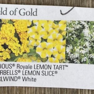 Hanging Basket Proven Winner - FIELD OF GOLD