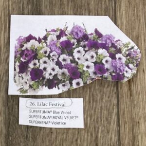 Hanging Basket Proven Winner - LILAC FESTIVAL