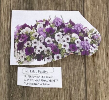 Hanging Basket Proven Winner - LILAC FESTIVAL