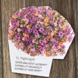 Hanging Basket Proven Winner - NIGHTENGALE
