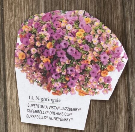 Hanging Basket Proven Winner - NIGHTENGALE