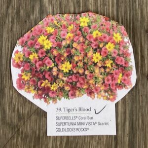 Hanging Basket Proven Winner - TIGERS BLOOD
