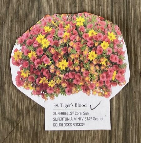 Hanging Basket Proven Winner - TIGERS BLOOD