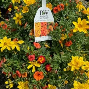 Hanging Basket Proven Winner - ISLAND TIME