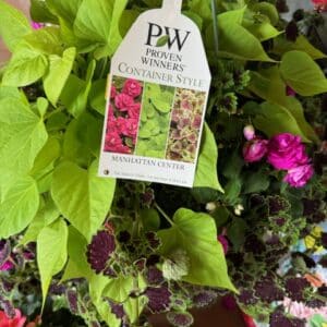 Hanging Basket - Proven Winner "MANHATTAN CENTER"