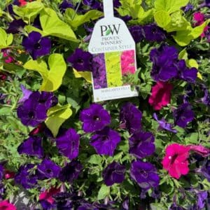 Hanging Basket - Proven Winner "MARGARITAVILLE"