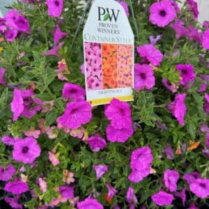 Hanging Basket - Proven Winner "NIGHTENGALE"