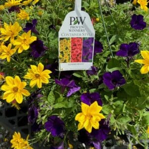 Hanging Basket - Proven Winner "Summerfest"