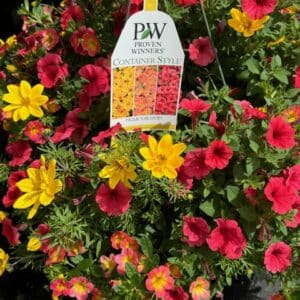 Hanging Basket - Proven Winner "TIGERS BLOOD"