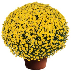 MUMS - 10" Hardy Garden Mums