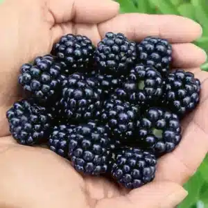 Berry Bush - Blackberry "Arapaho" 1 gal *thornless