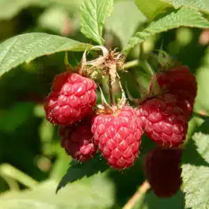 Berry Bush - Raspberry "Meeker" 1 gal