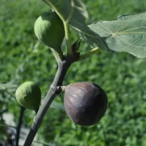 Fruit Tree - Fig "Chicago Hardy" 3 gal