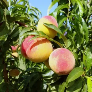 Fruit Tree - Peach "Bounty" 3 gal